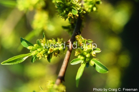 buckthorn